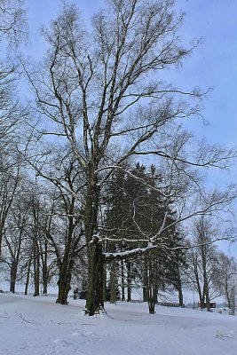 Betula pendula - bříza bělokorá - zimní habitus (80)